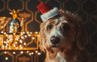 A kutyák ezeket a karácsonyi dalokat szeretik a legjobban
