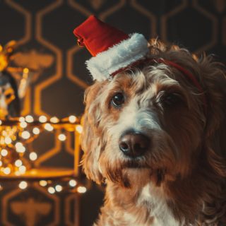 A kutyák ezeket a karácsonyi dalokat szeretik a legjobban