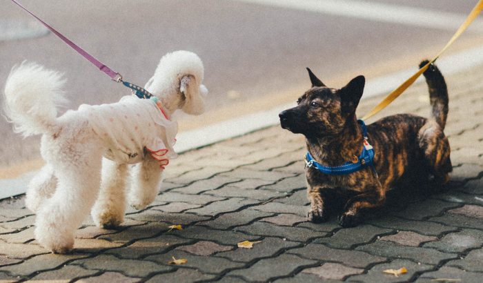 Ez a világ 10 legjobb városa kutyaimádóknak és gazdiknak