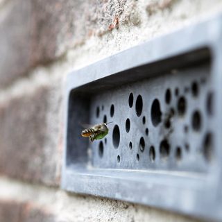 Már a méhekre is gondolni kell a brit építkezéseken