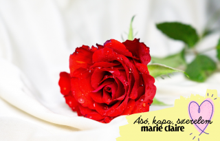 Vörös rózsa és Valentin-nap: hogyan nőtt össze a kettő szétbonthatatlanul?