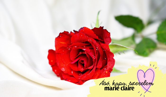 Vörös rózsa és Valentin-nap: hogyan nőtt össze a kettő szétbonthatatlanul?