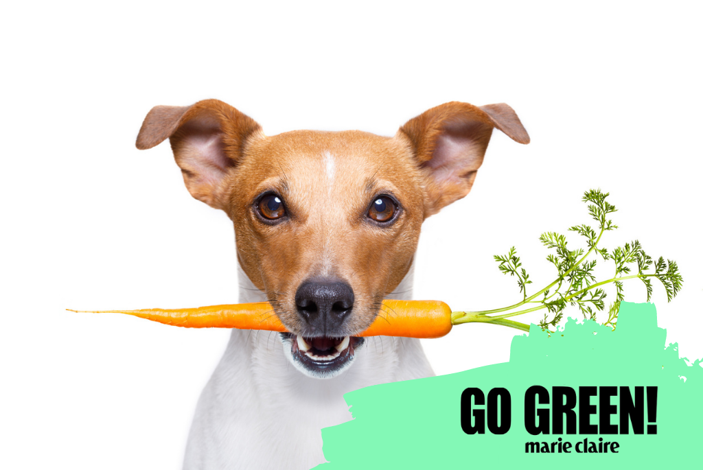 vegan-kutya-heti-tema-go-green