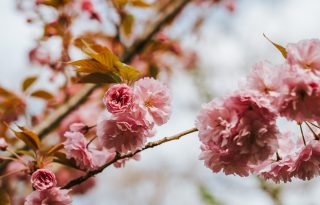 Újra Sakura ünnep: tavaszköszöntés japán módra a Füvészkertben