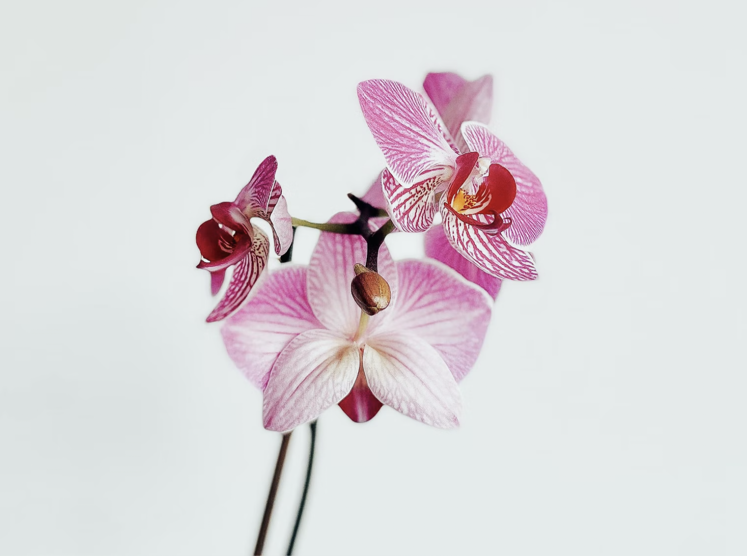 orchidea-szepseg-virag