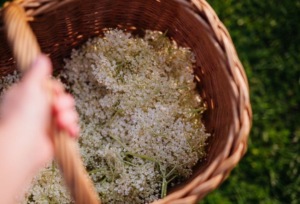 szorp-bodzaszorp-recept-virag | Marie Claire A bodzaszörphöz csak olyan virágokat szedjünk le, melyek szárán nincsenek tetvek