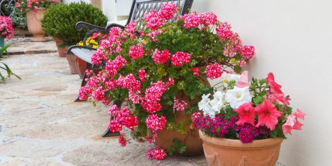 Petúnia és muskátli