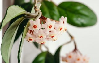 Csodaszép futóvirágok a lakásodba, amelyeket tényleg pofonegyszerű gondozni