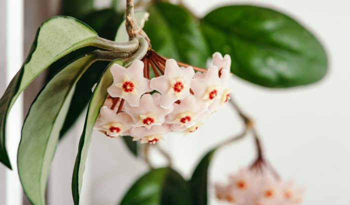 Csodaszép futóvirágok a lakásodba, amelyeket tényleg pofonegyszerű gondozni