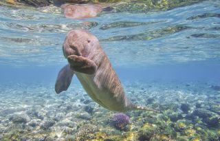 Dugong: kihalt Kínában a tengeri állat, ami az ősi tengerészmeséket ihlette