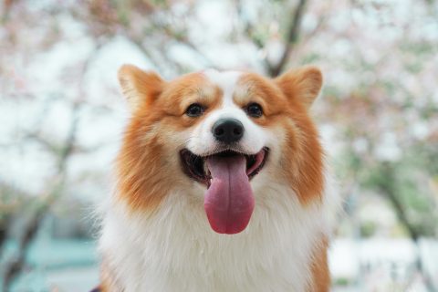 erzsebet-kiralyno-corgi