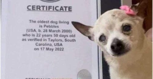 Meghalt a világ legidősebb kutyája