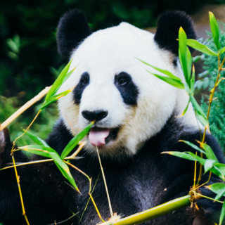 Képtelenség megtalálni a pandát az optikai illúzión – Te látod?