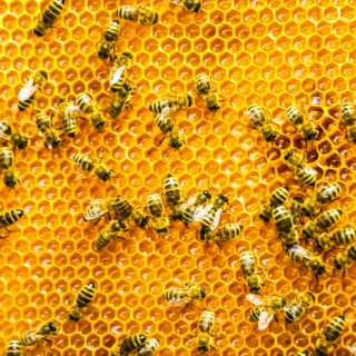 Megtalálod a méhecskét a képen? Fontos dolgot árulhat el rólad!