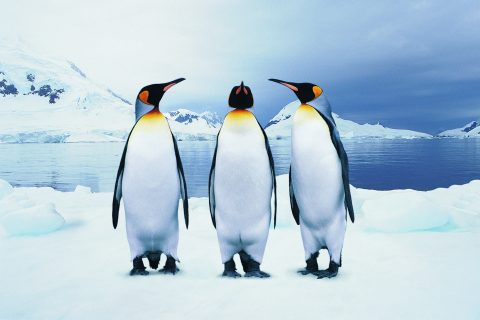 ferfi-pingvin-optikai-illuzio