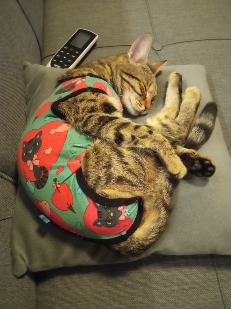 A félhold az egyik leggyakoribb alvási póz a macskáknál