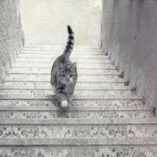 Optikai illúzió: csak a zsenik látják, merre megy a macska valójában