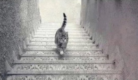 A megtévesztő optikai illúzión felfelé vagy lefelé sétál a macska?