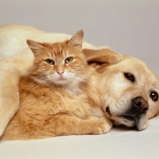 Esküszünk, hogy a cuki kutyák és macskák azonos színűek az optikai illúzión