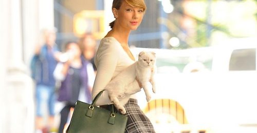 100 millió dollárt keresett eddig Taylor Swift cicája