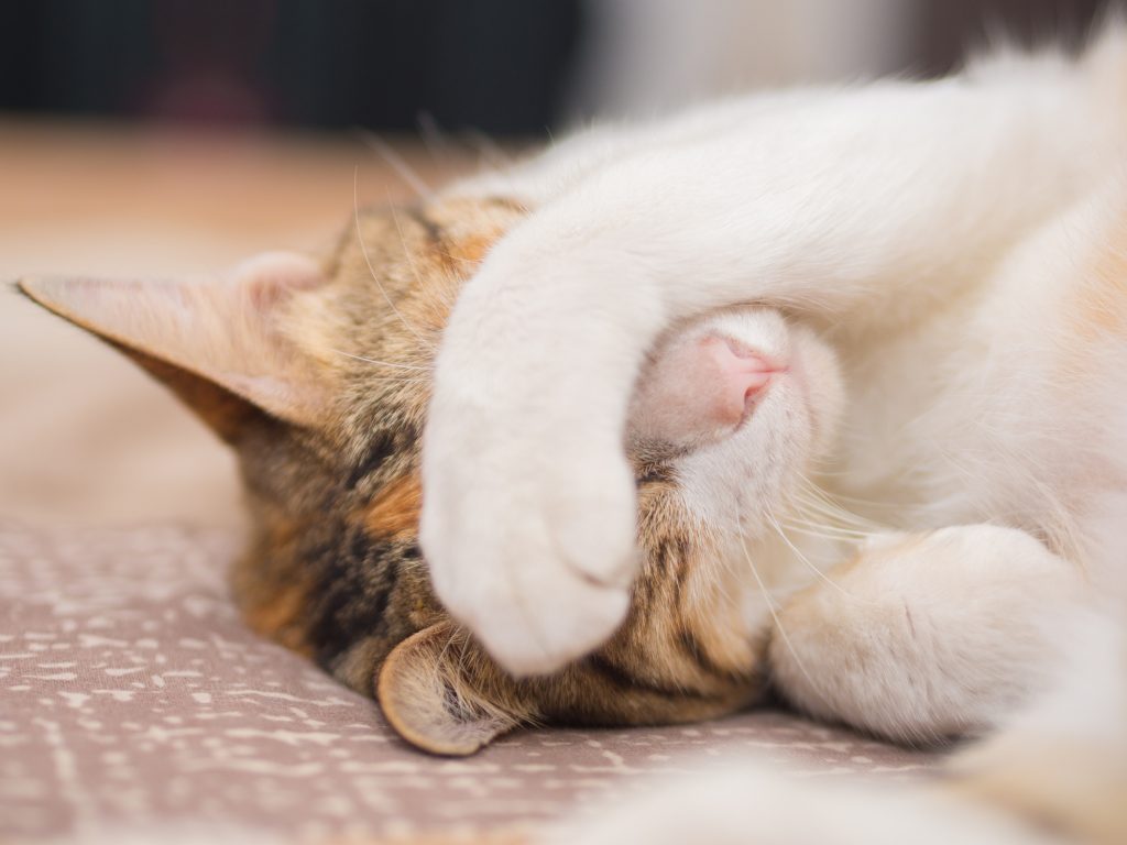 Ha azt látjuk, hogy a macska elrejti alvás közben az arcát, azt jelenti, egyedül akar lenni