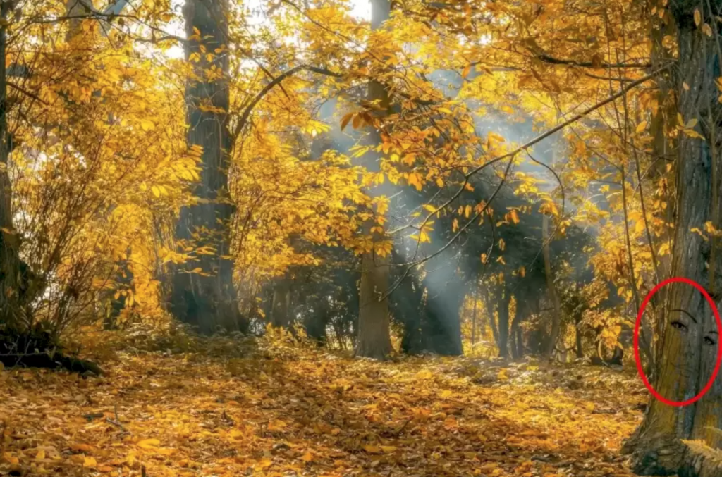 Az őszi erdőt ábrázoló képen csak az emberek 2 százaléka találja meg 6 másodpercen belül a rejtett arcot