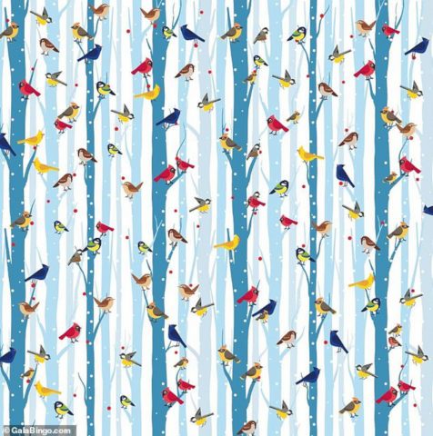 20 másodpercünk van megtalálni a vörösbegyet a madarak között