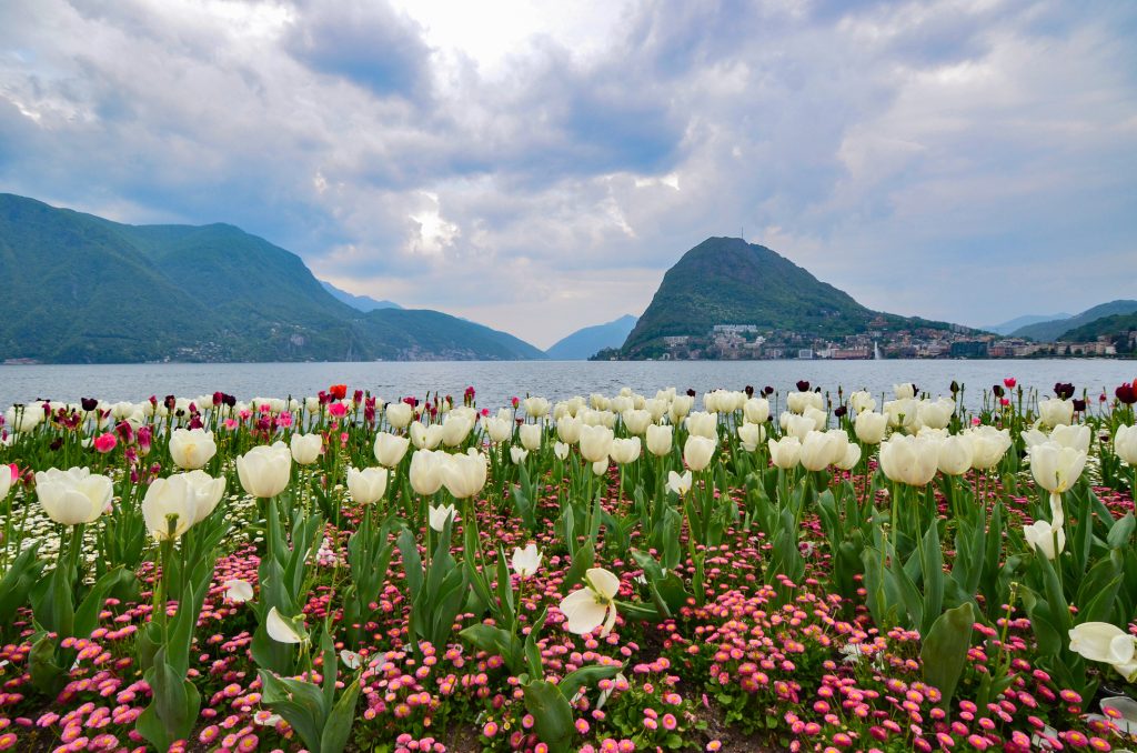 Tulipánok a svájci hegyek lábánál