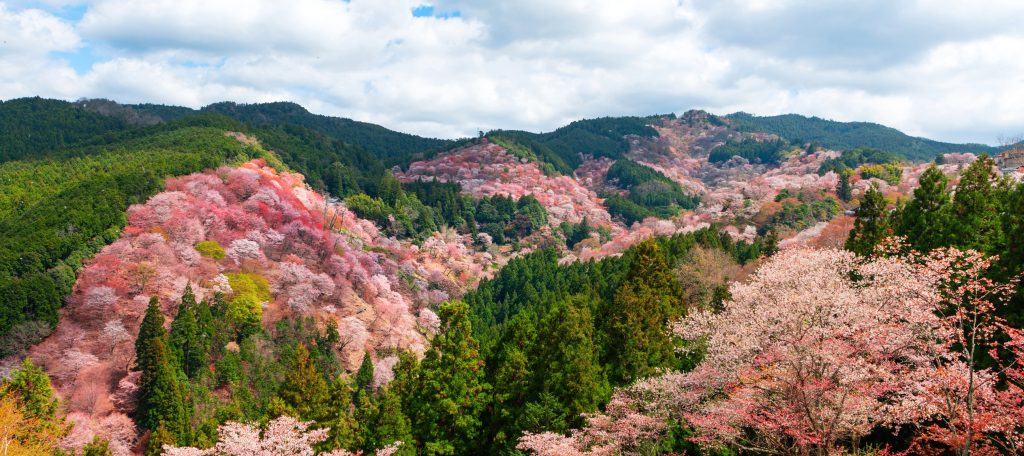 Cseresznyefák Yoshino hegyén