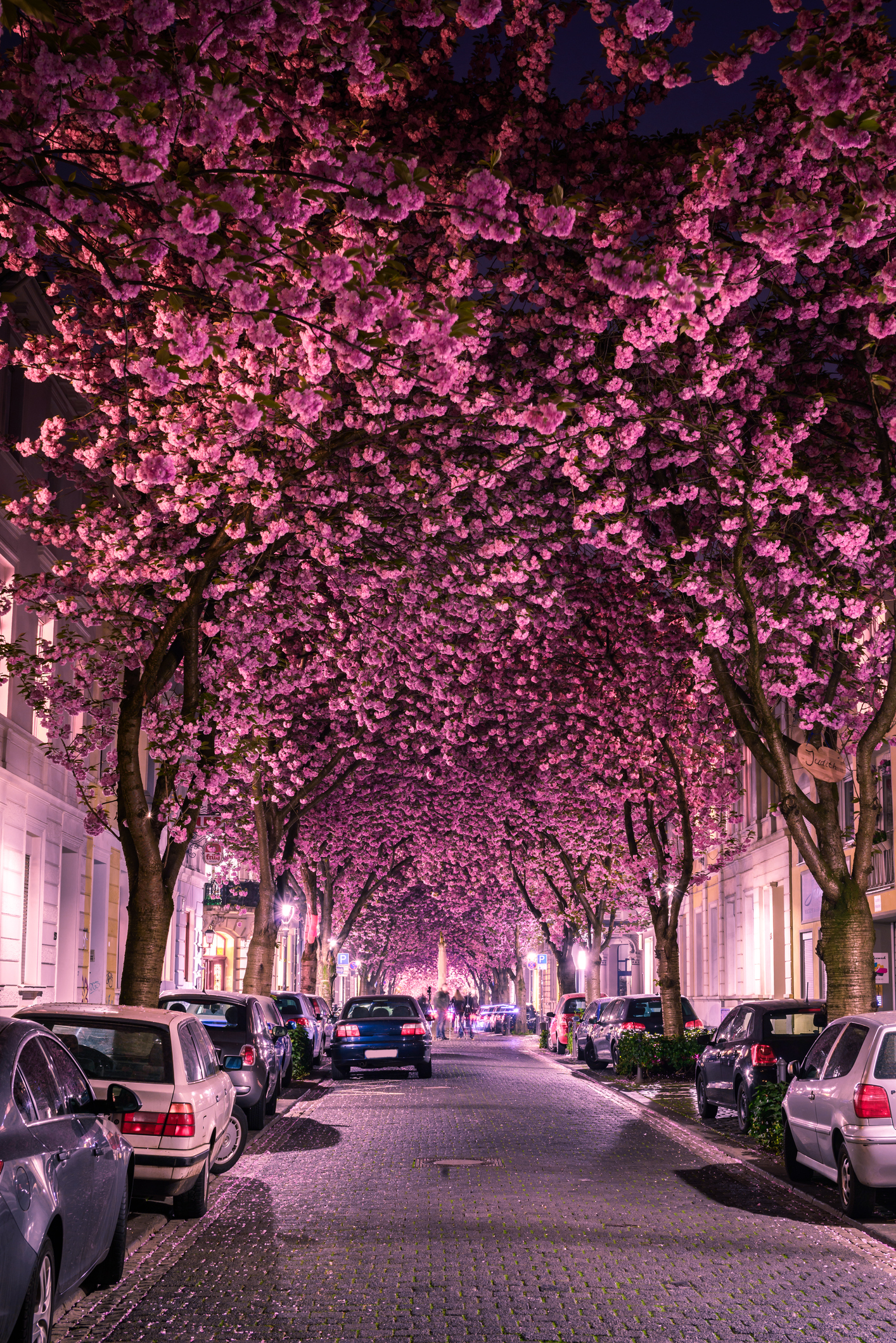 Cseresznyevirágos sugárút Bonnban, Németországban 