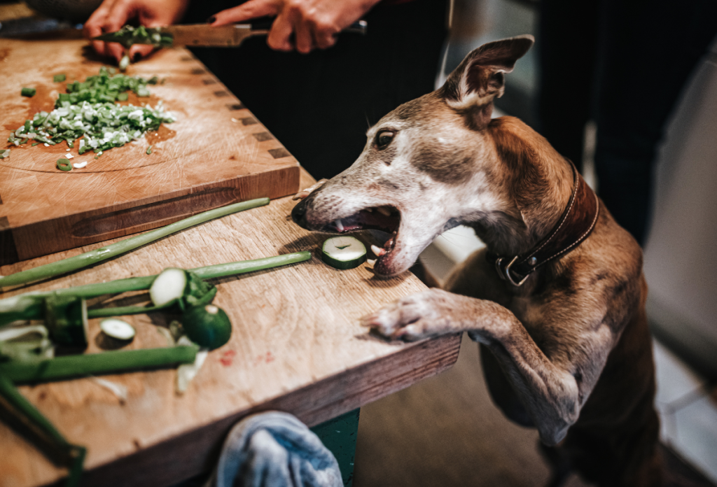 Kifejezetten jó, ha a kutyánk az zöldséget lopja el az asztalunkról