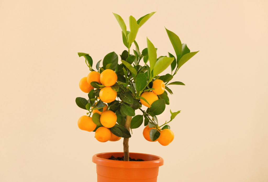 El naranjo calamondín también produce pequeños frutos en interior