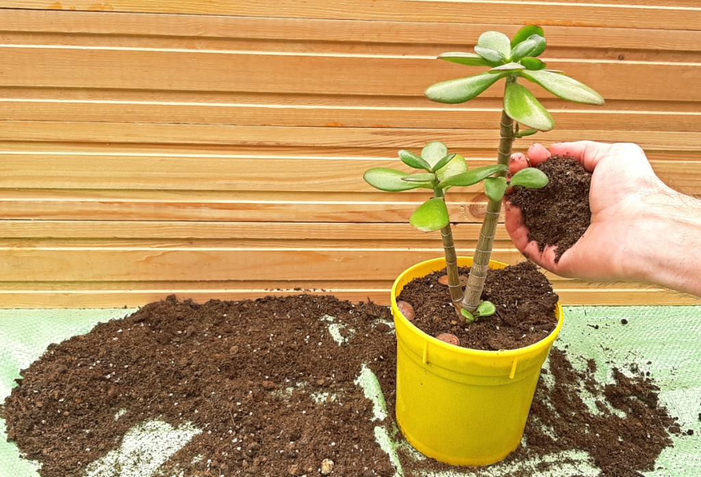 El suelo adecuado es importante para cultivar un árbol de pan de mono