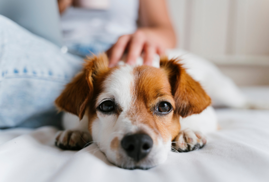 Már napi 10 perc kutyával töltött idő csökkenti a kortizolszintet a szervezetünkbenk