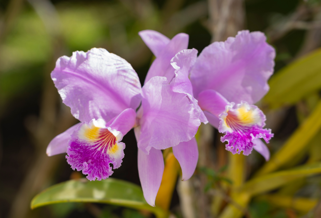 A Cattleya orchidea egy kifejezetten könnyen életben tartható szobanövényfajta