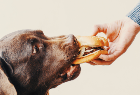 Etethetjük maradékkal a kutyánkat? Ez az igazság!