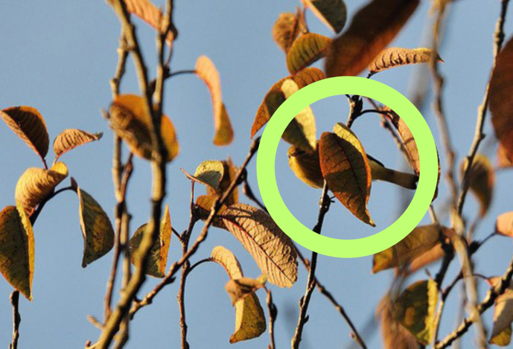 A zöld karika mutatja, hol bújt el az optikai illúzión a kismadár a levelek között