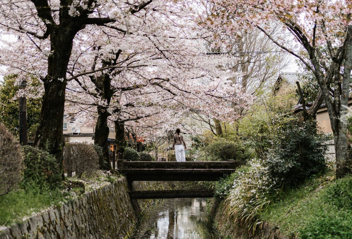 Nő gyaloghídon áll vízfolyás felett, a két parton oldalt cseresznyefák virágoznak