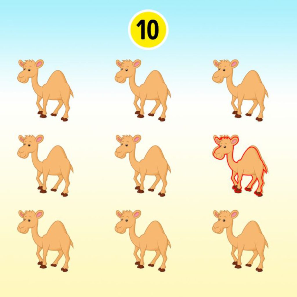 Összesen 10 teve látható az optikai illúzión.