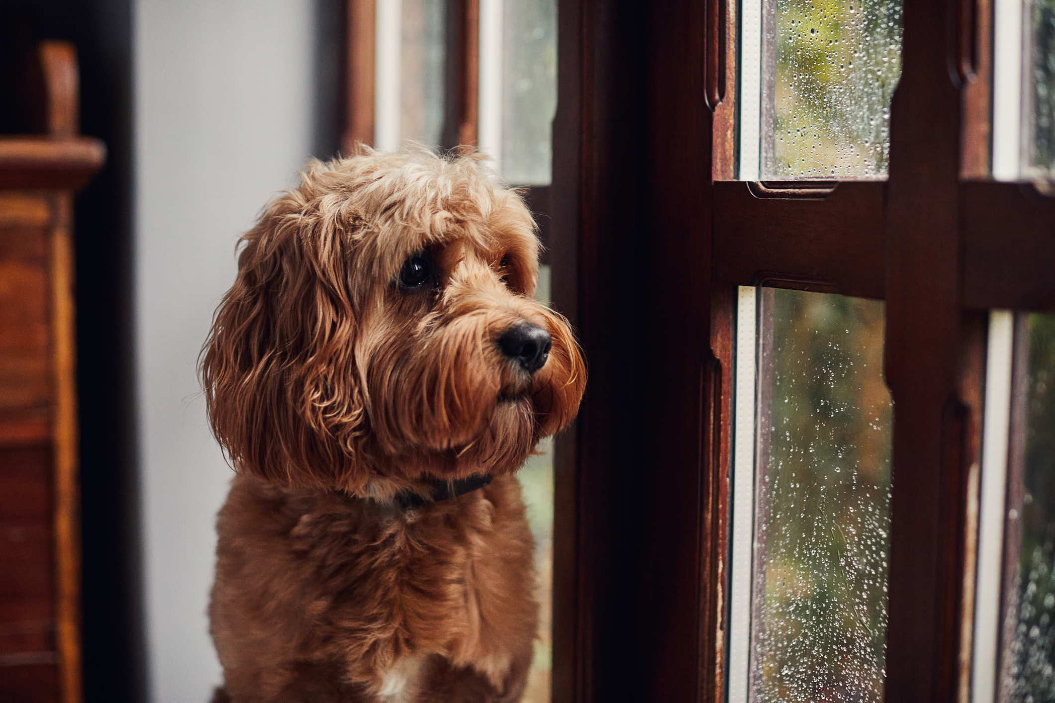 Néhány kutya meglepően jól bírja az esős időszakokat.
