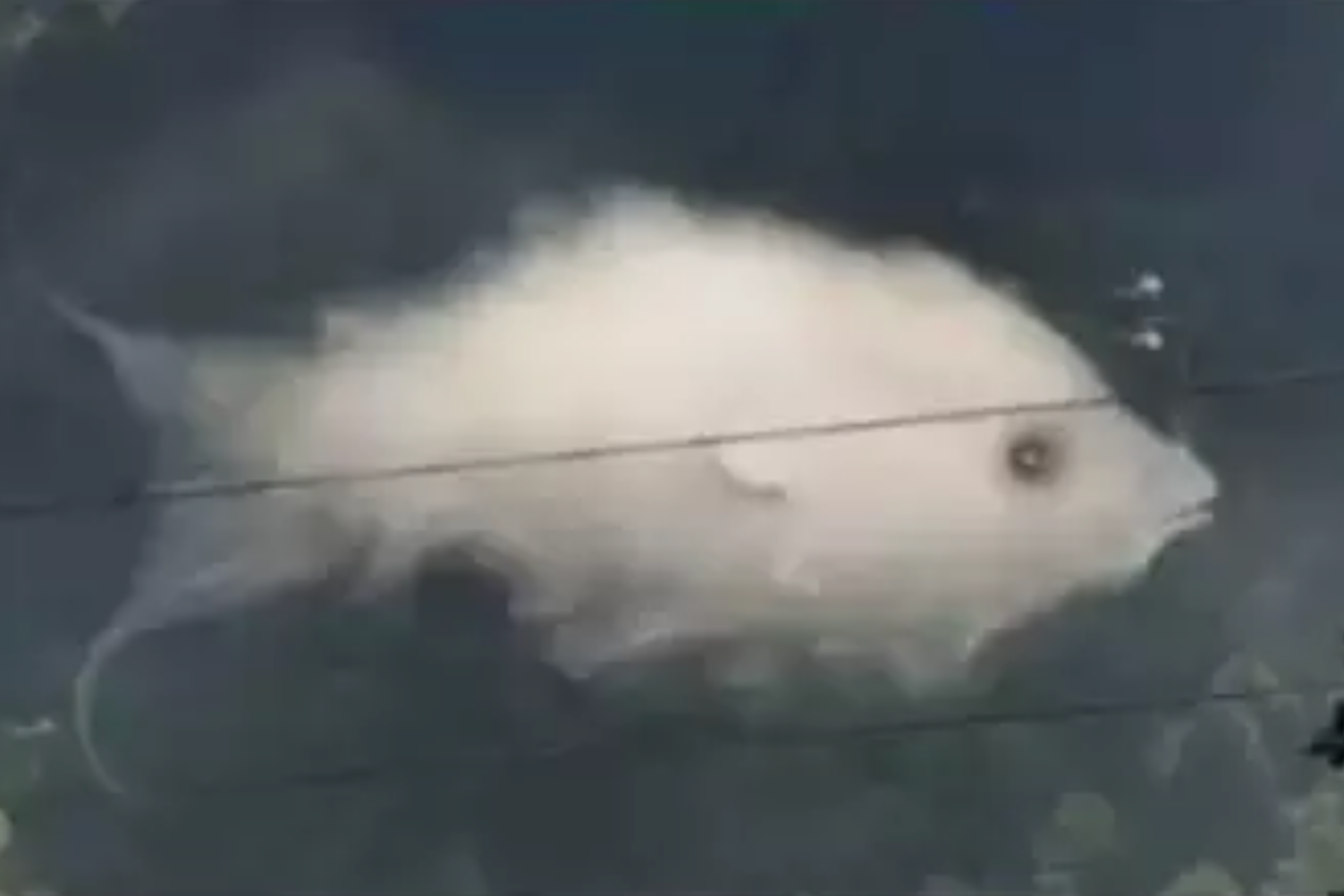 Hal vagy felhő van a képen?
