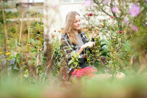 Mit ültessünk a kertbe augusztusban?
