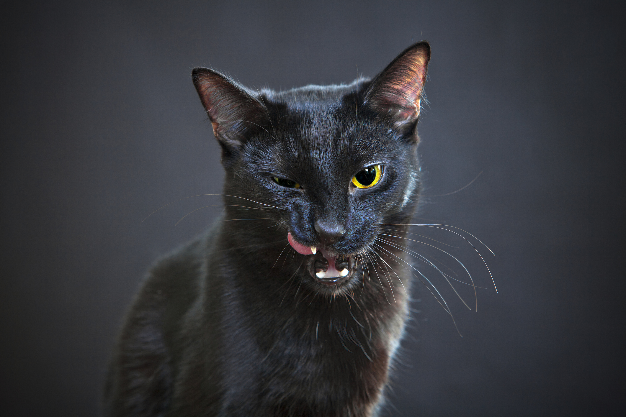 A babona szerint szerencsétlenséget hoz, ha az utunkat fekete macska keresztezi.