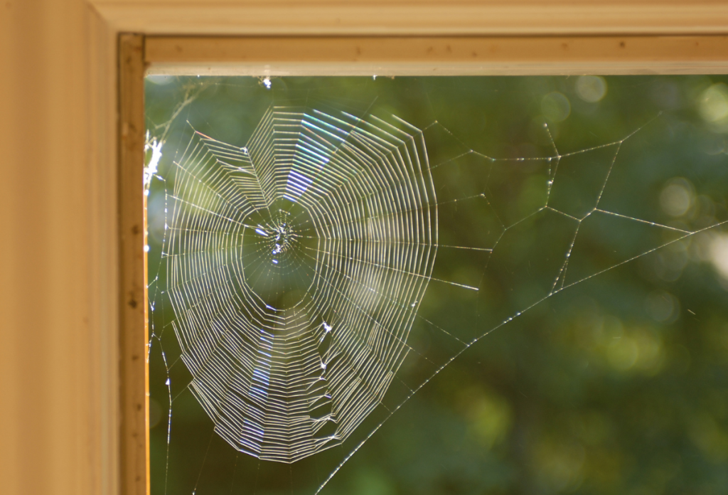 Megelőzhetjük, hogy a pókok az ablakunkba szőjjenek hálót