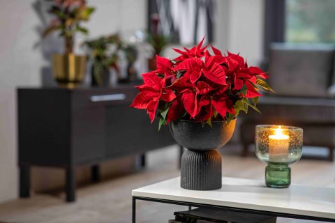 Így dekoráld az otthonodat az ünnepekre, ha még virágzik a mikulásvirágod
