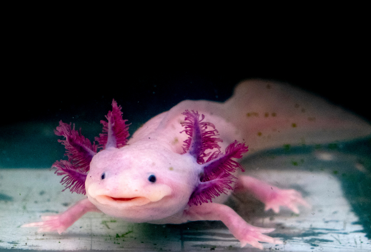 Műveltségi kvíz 3 axolotl