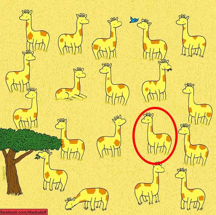 Jó szemed van a részletekhez, ha megtalálod a kakukktojást a zsiráfok között