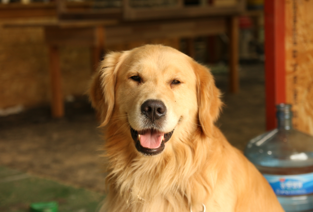 A golden retriever barát végre olyan párkapcsolati trend, aminek a pszichológus is örül