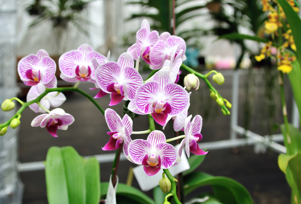 2024-ben végre ideje lesz megtanulnunk az orchidea gondozását