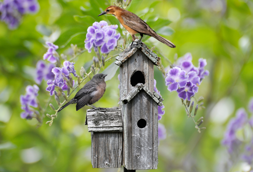 A tavaszi fáradtság okai lehetnek az egyre aktívabb madarak is